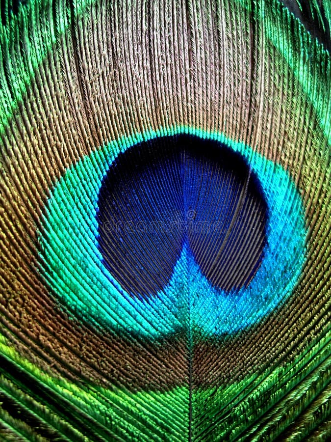 Peacock feather color stock image. Image of beauty, unique - 6075879