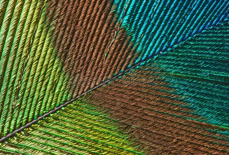 Makro fotografia dúhové páva chvostové pierko.