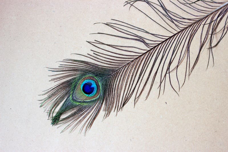Peacock feather eye. stock photo. Image of bird, cool - 56321066