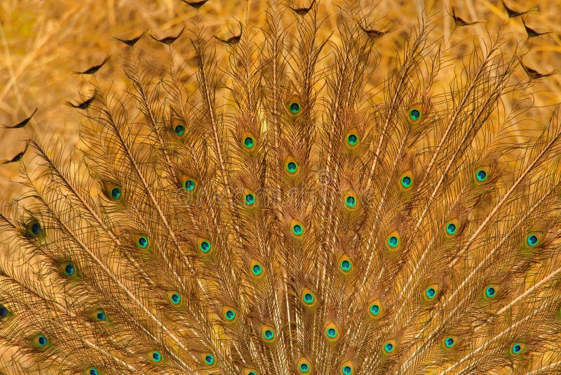 Peacock Feather in Golden Light, Wallpaper Stock Image - Image of banswara, beautiful: 147888503 Peacock Feather in Golden Light, Wallpaper Stock Image - Image of banswara, beautiful: 147888503