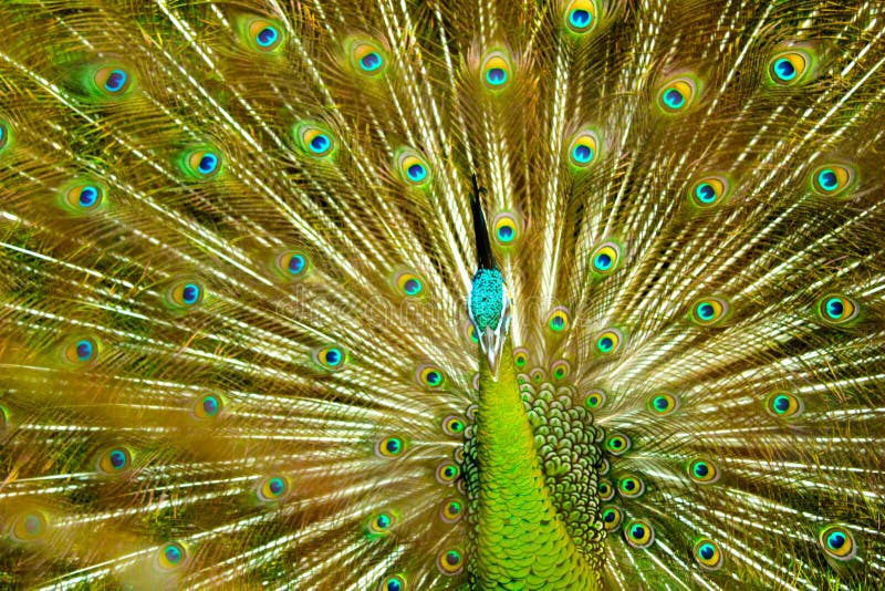 Peacock feather indonesia TMII