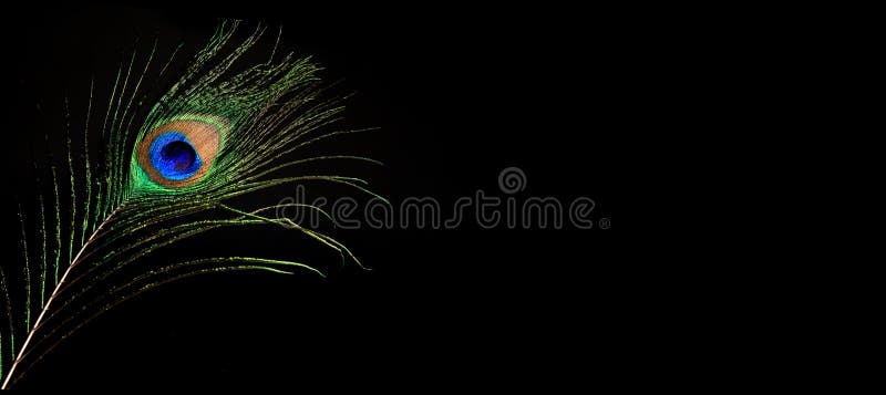 Peacock feather isolated on a black background. High quality banner. Peacock feather isolated on a black background. High quality banner