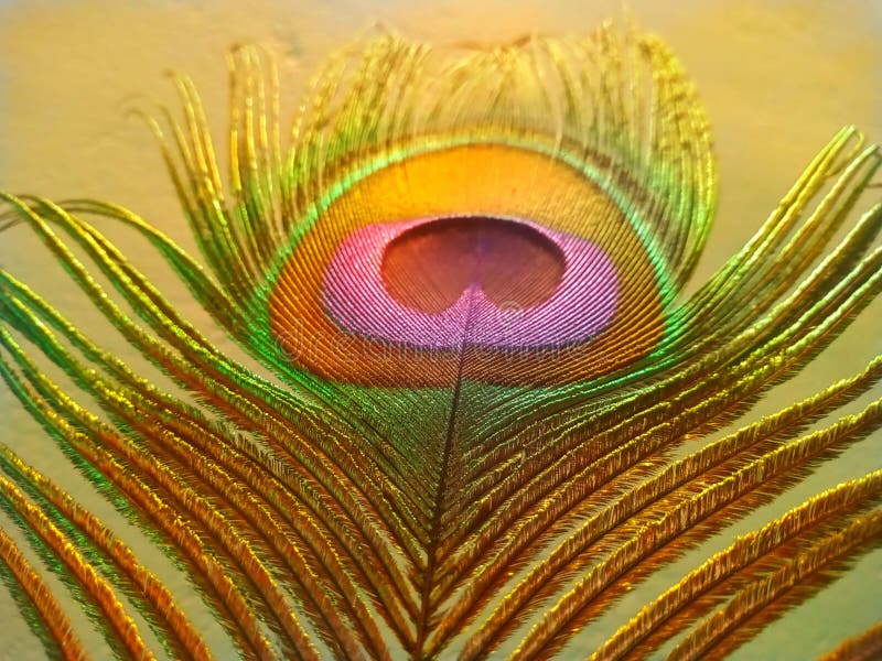 Peacock Feather Morpankh Stock Photos - Free & Royalty-Free Stock Photos from Dreamstime Peacock Feather Morpankh Stock Photos - Free & Royalty-Free Stock Photos from Dreamstime