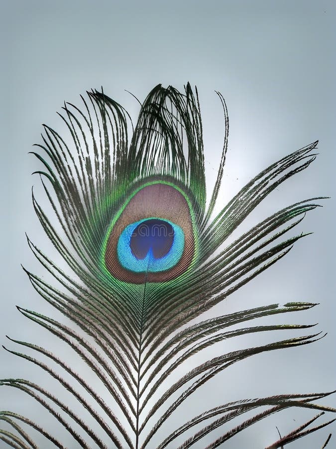 Peacock Feather or Morpankh with White Background Stock Photo - Image of  background, morpankh: 195076844