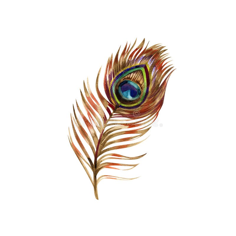 Peacock feather, watercolor painting, isolated on white background.