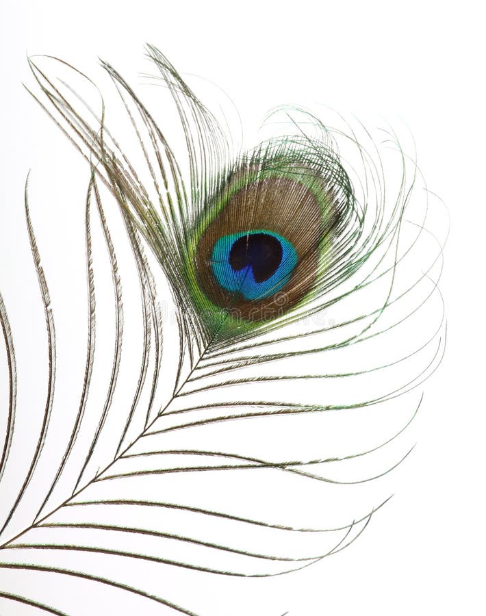 Peacock feather stock photo. Image of fluffy, pretty, feather - 8176886