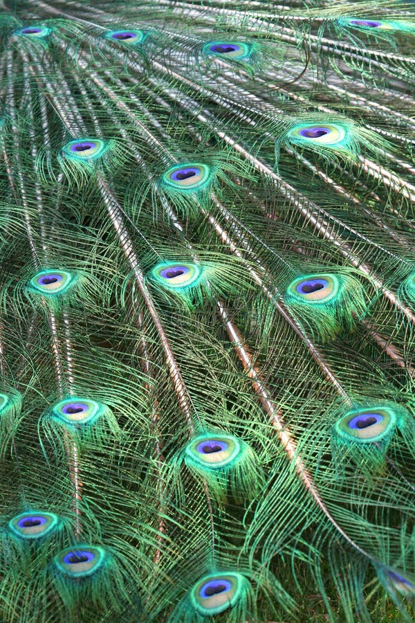 Peacock feathers