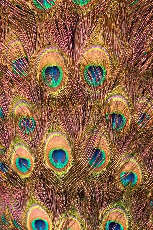 Close-up of peacock feathers, colorful texture