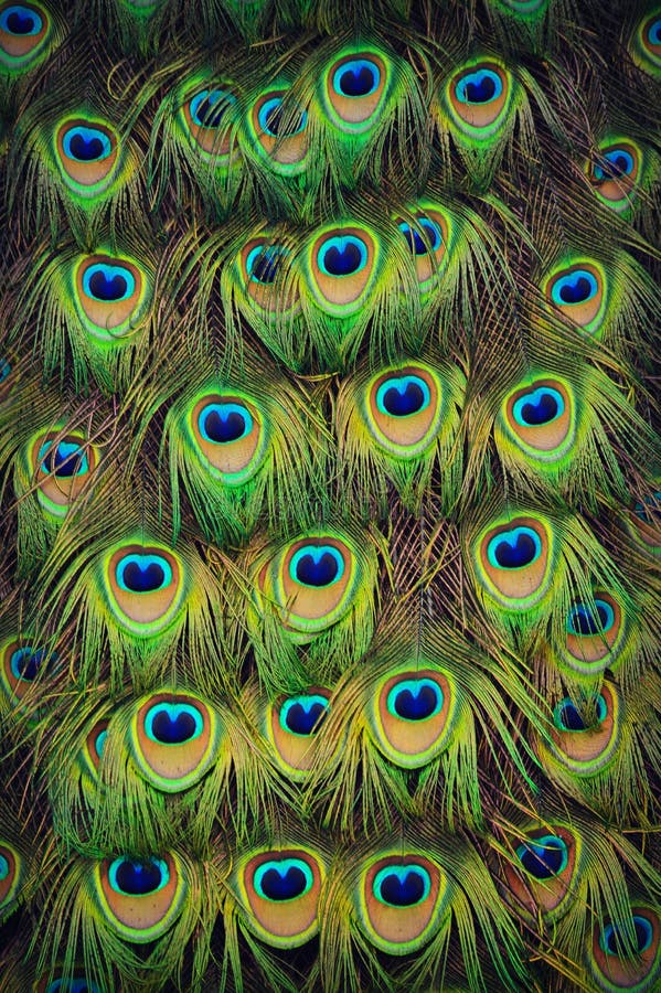 13,886 Peacock Design Stock Photos - Free & Royalty-Free Stock Photos ...