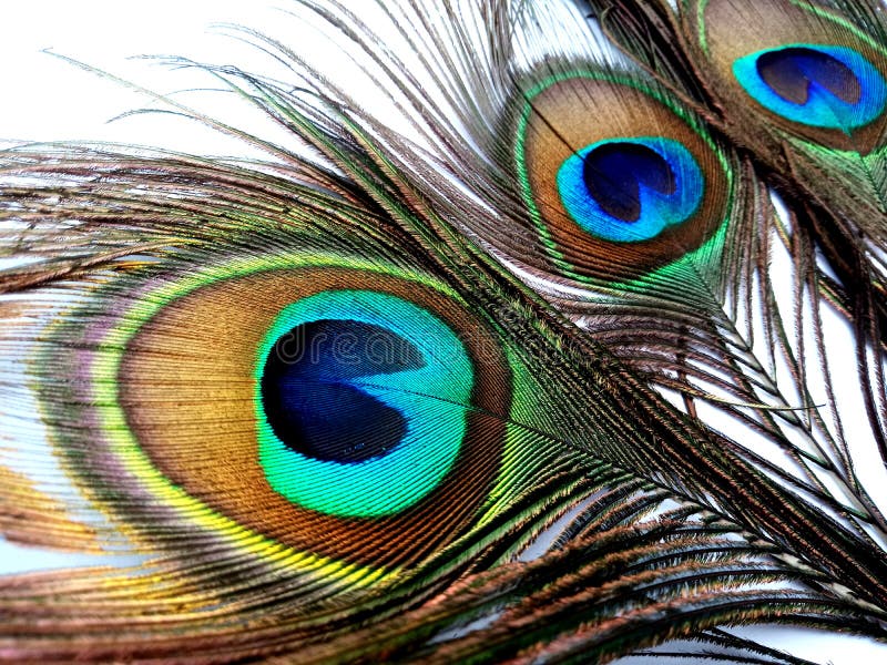 Peacock Feathers Close Up Isolated on a White Background. Stock Image ...