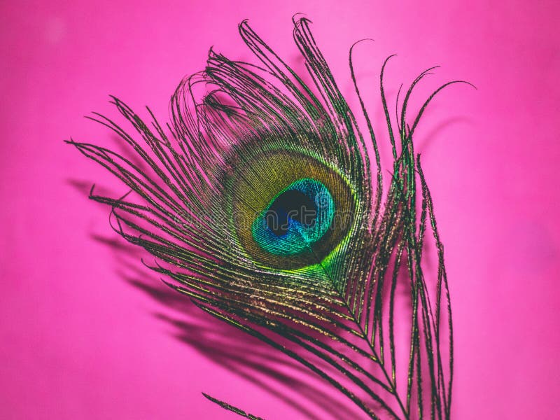 Peacock feathers in close up. Background, texture, abstract, design, material, surface, pattern, textured, backdrop, black, gray, wallpaper, old, white, dark, rough, color, vintage, structure, illustration, art, grunge, construction, light, element, detail, architecture