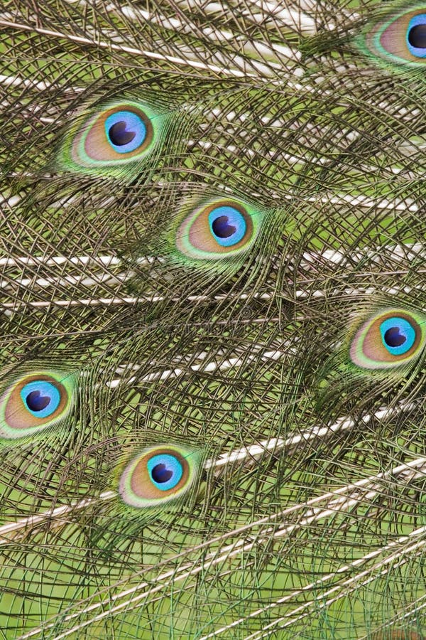 Cropped detail of feathers in a peacock tail displayed in courtship. Cropped detail of feathers in a peacock tail displayed in courtship