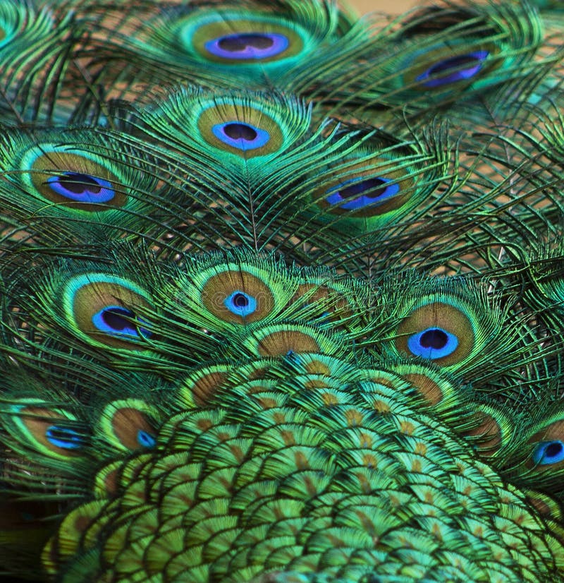 Peacock feathers detail 1 royalty free stock photo