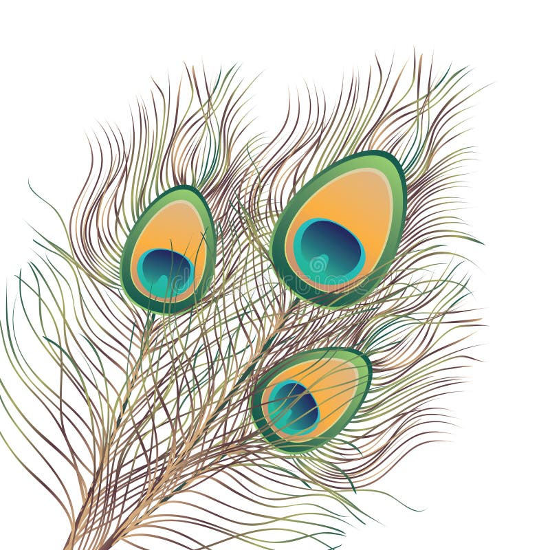 Peacock Feathers Illustration Stock Vector - Illustration of green ...