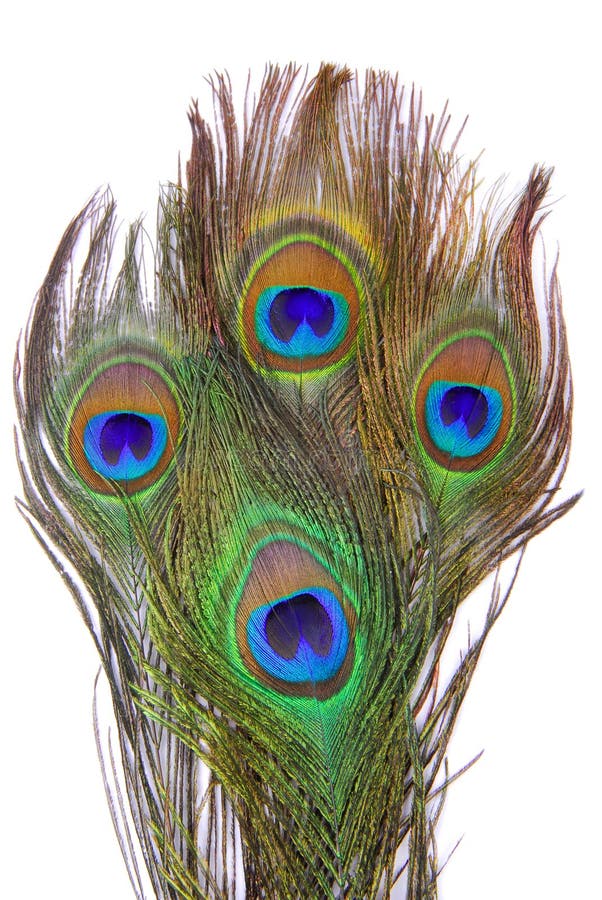 Peacock feathers isolated