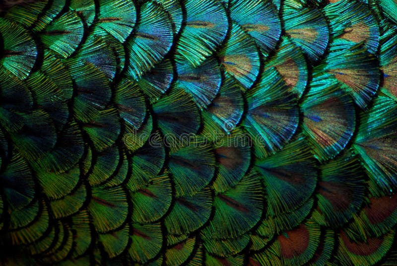 Peacock feathers in macro stock image