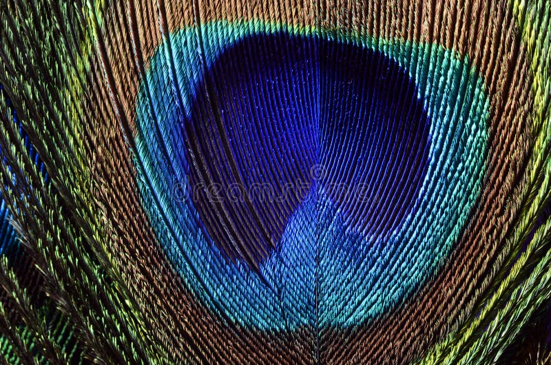 Peacock feathers macro royalty free stock photos Peacock feathers macro royalty free stock photos