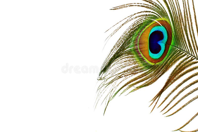 13,886 Peacock Design Stock Photos - Free & Royalty-Free Stock Photos ...