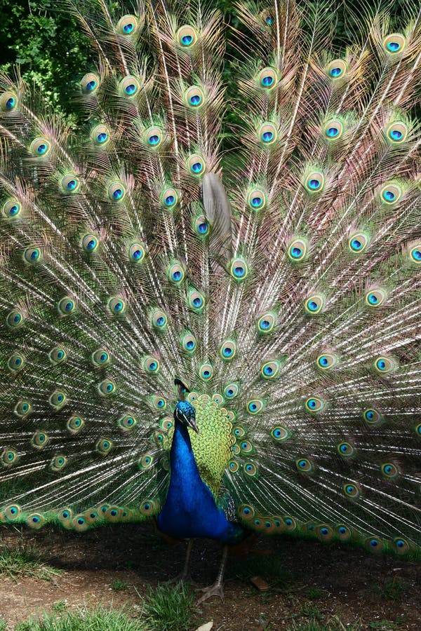 An Indian Blue Peacock flared its feathers out in a wildlife sanctuary in Melbourne, Australia. An Indian Blue Peacock flared its feathers out in a wildlife sanctuary in Melbourne, Australia