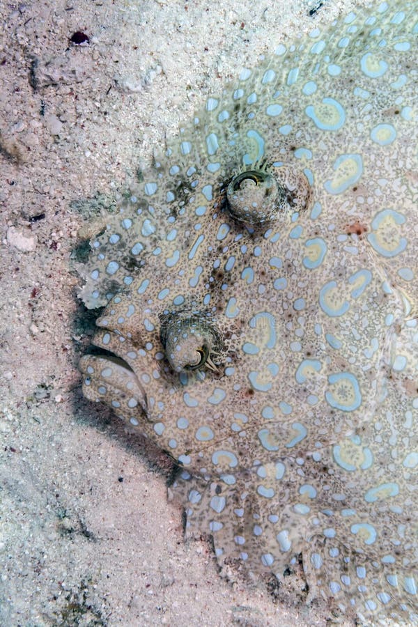 Flowery Flounder Stock Images Download 34 Royalty Free Photos