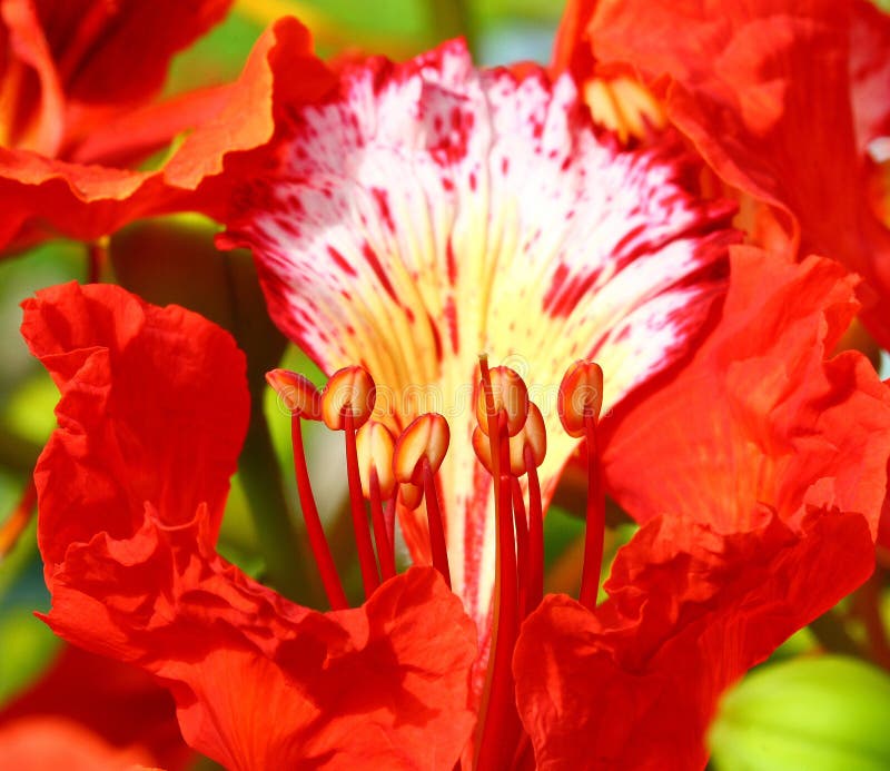 Macro colpo di pavone fiore.