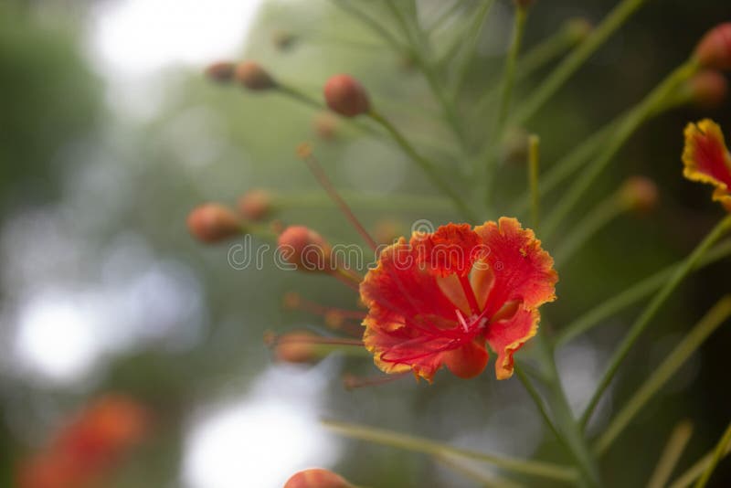 Peacock Flowers (Caesalpinia Pulcherrima) Blooming in the Garden with a ...