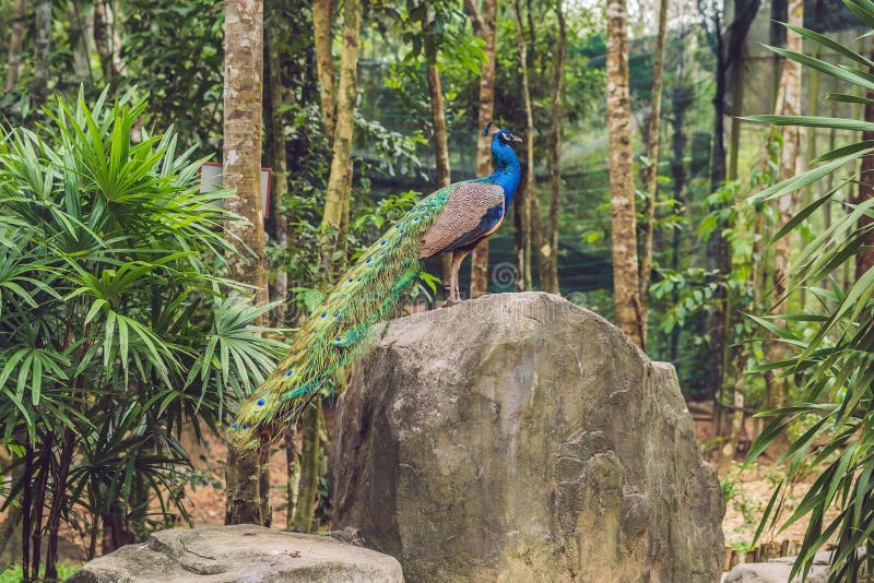 Peacock with a folded tail in a tropical park