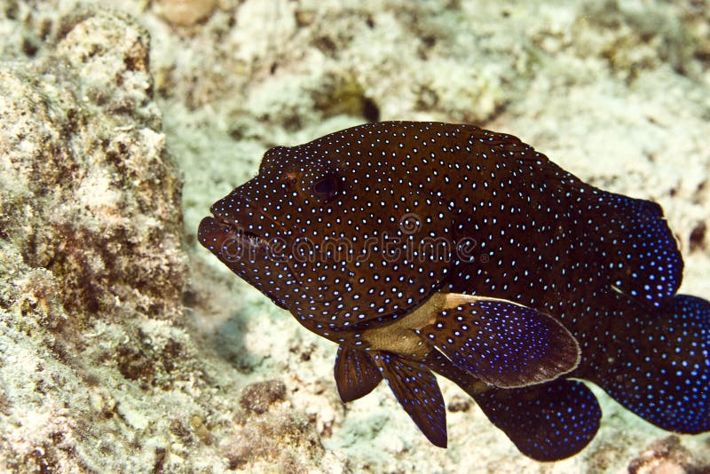 Peacock grouper (cephalopholis argus)