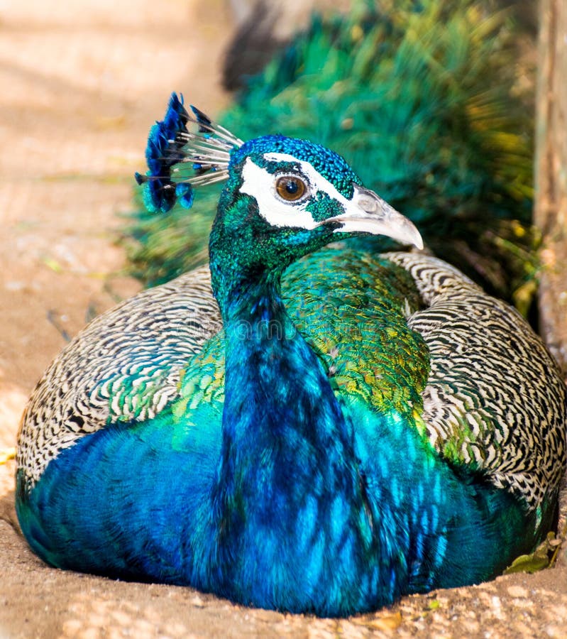 Peacock bird head portrait royalty free stock photography Peacock bird head portrait royalty free stock photography