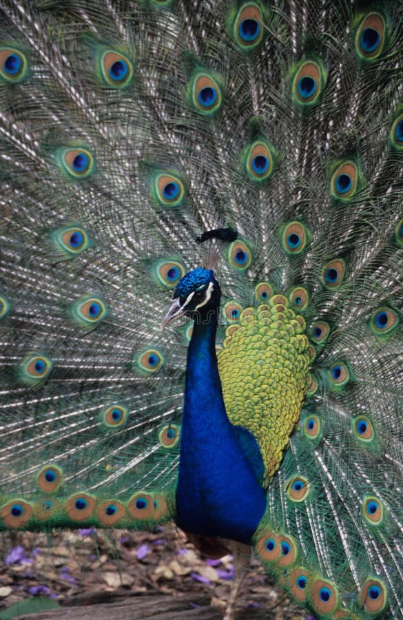 The Pride of the Peacock by Victoria Holt The Pride of the Peacock by Victoria Holt