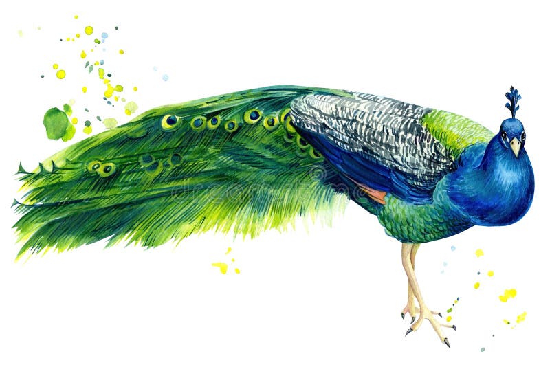Colorful Peacock - drawing watercolor handmade