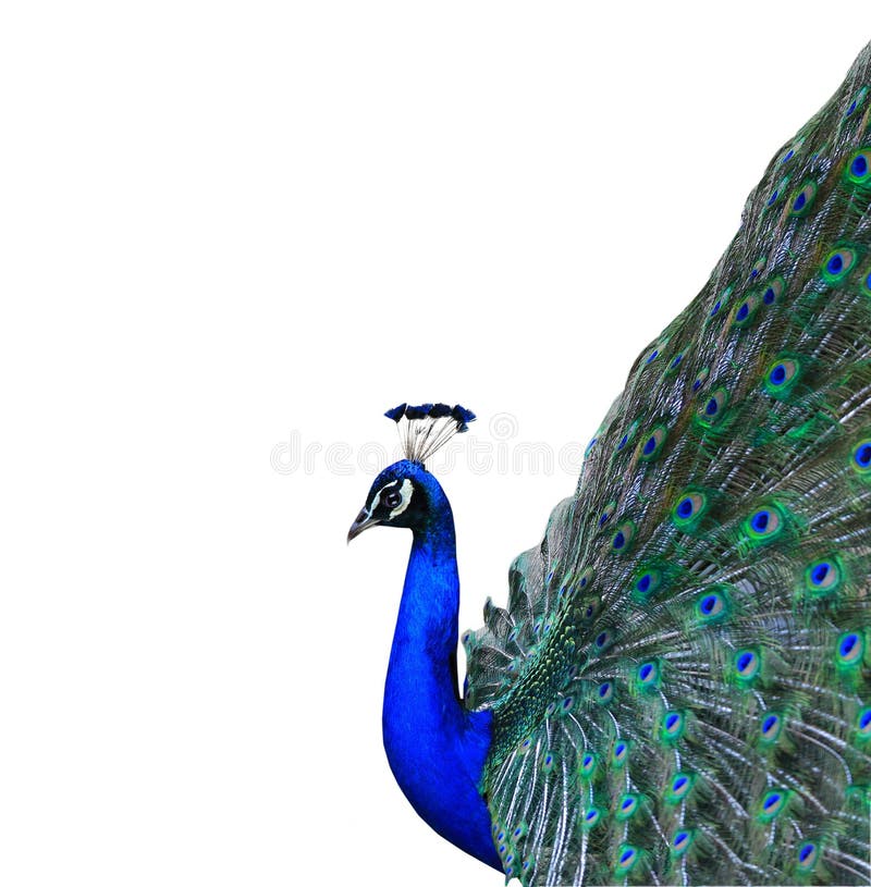 Peacock stock image. Image of themes, habitat, national - 115040175