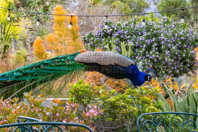 Big Peacock On A Country Safari Farm Stock Image Image Of