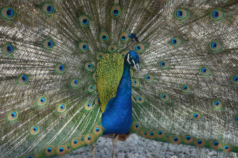Peacock Love Stock Photos Download 1 413 Royalty Free Photos Peacock Love Stock Photos Download 1 413 Royalty Free Photos