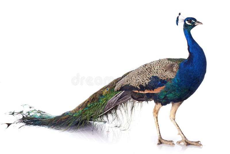 75,378 Peacock Stock Photos - Free & Royalty-Free Stock Photos from Dreamstime 75,378 Peacock Stock Photos - Free & Royalty-Free Stock Photos from Dreamstime