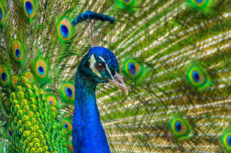 Male Blue Peacock showing it's colorful tail feathers royalty free stock photography Male Blue Peacock showing it's colorful tail feathers royalty free stock photography