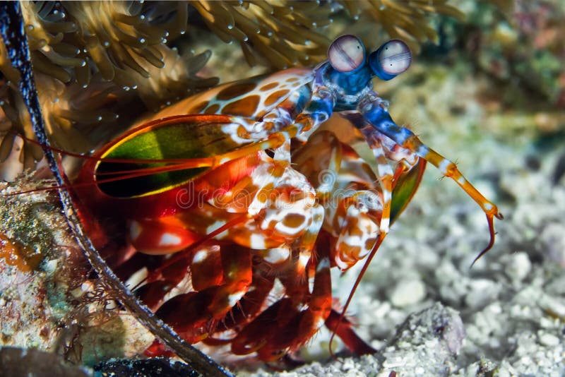67 Beauty Eye Spot Mantis Royalty-Free Images, Stock Photos