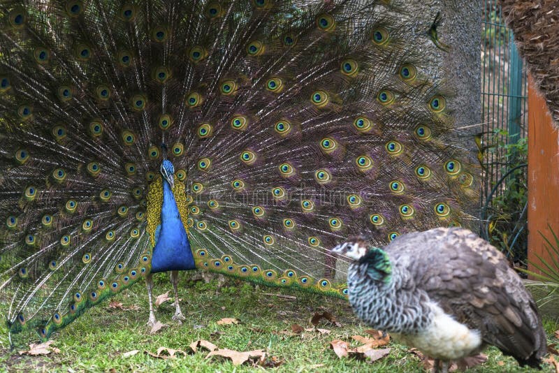 Peacock mating dance for peahen stock photos