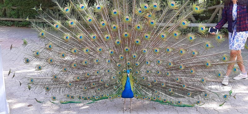 Peacock national bird beautiful feather