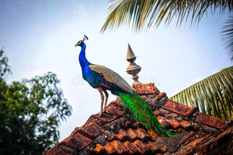 Peacock the National Bird of India Stock Image - Image of bird, colourful:  191213313