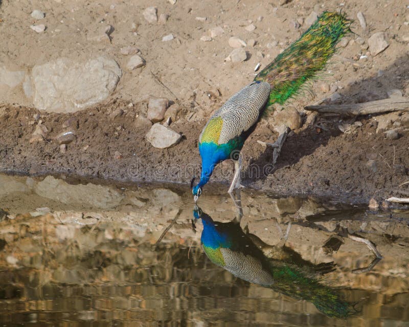 A peacock,the National Bird of India drinking water from a lake