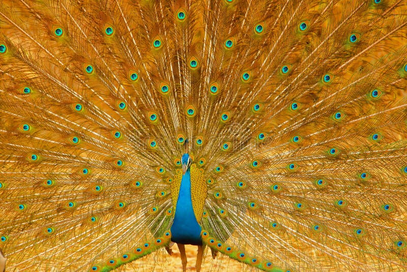 Dancing Indian Peafowl Bird, Wallpaper Stock Image - Image of people, wings: 147887913 Dancing Indian Peafowl Bird, Wallpaper Stock Image - Image of people, wings: 147887913