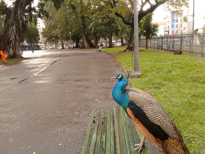 Peacock No Campo Santana, Praça Da República, Rio De Janeiro