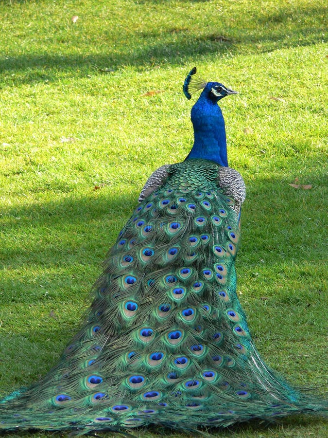 Peacock