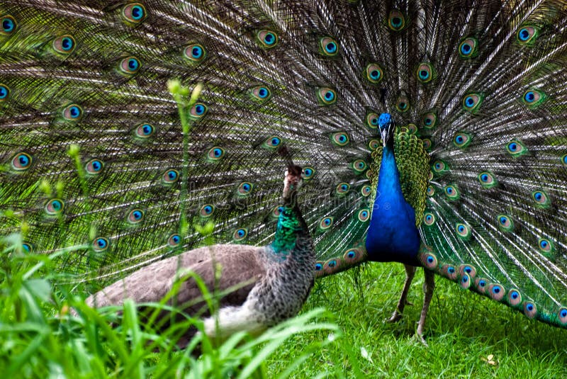 Peacock Couple