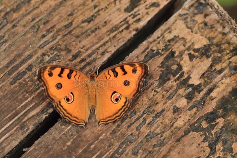 Peacock pansy butterfly