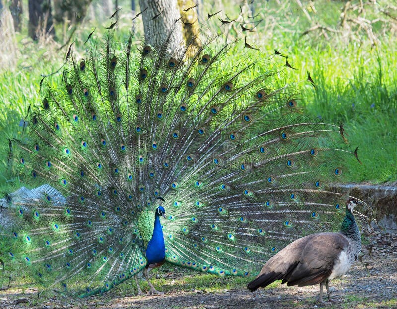 2 180 peahen photos free royalty free stock photos from dreamstime 2 180 peahen photos free royalty