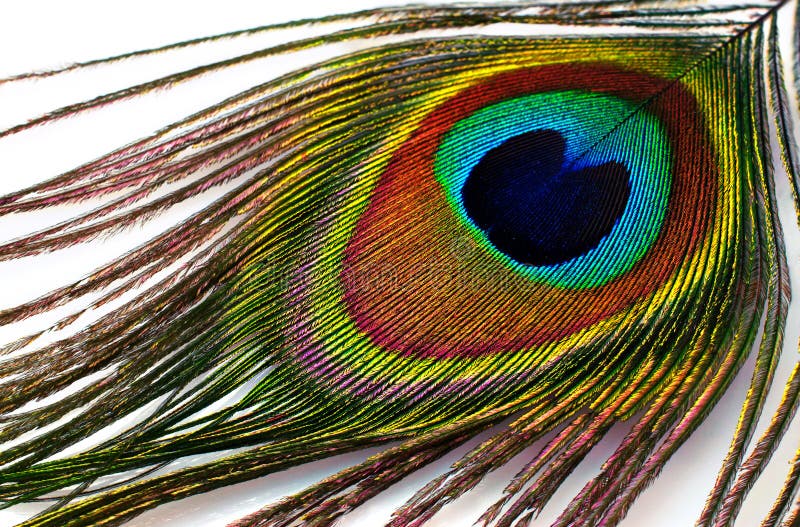 Peacock feather isolated stock photo. Image of stylish - 26494644