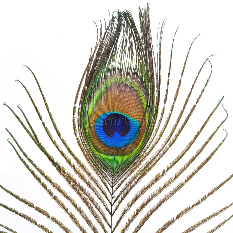 Peacock feather detail stock photo. Image of beautiful 14290398