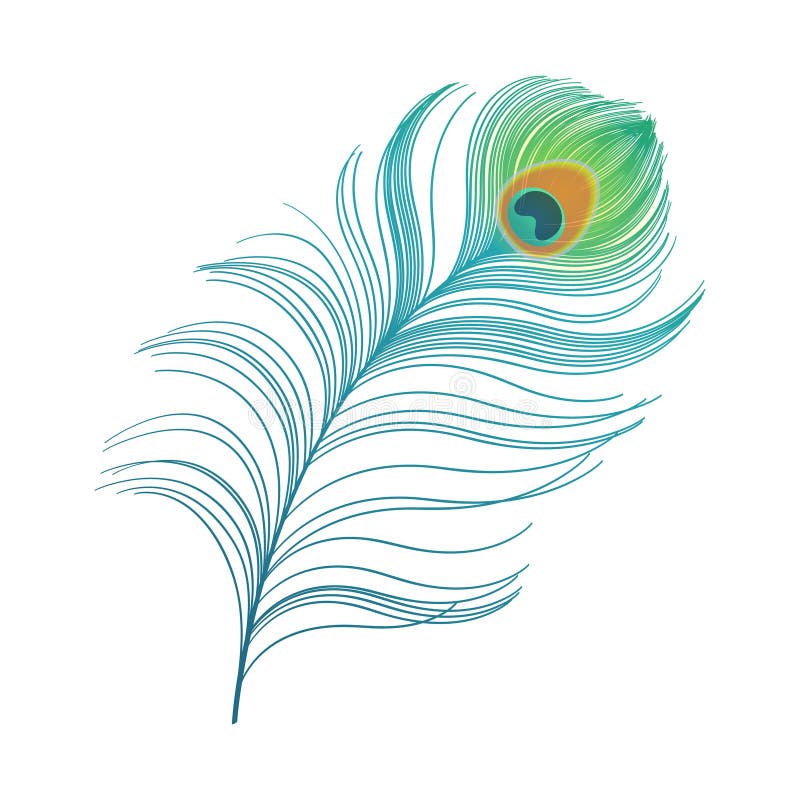 Peacock plume. colorful feather vector